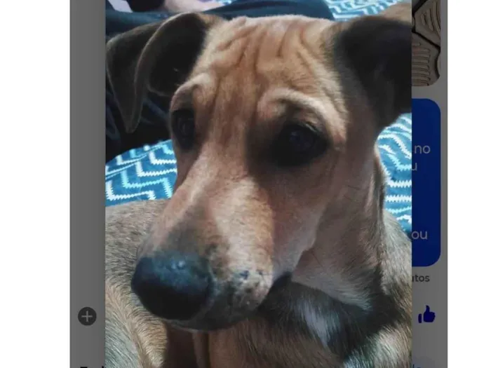 Cachorro ra a SRD-ViraLata idade 7 a 11 meses nome Bob