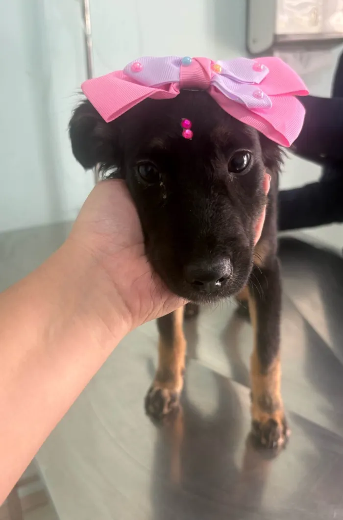 Cachorro ra a SRD-ViraLata idade 2 a 6 meses nome Princesinha