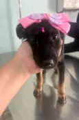 Princesinha