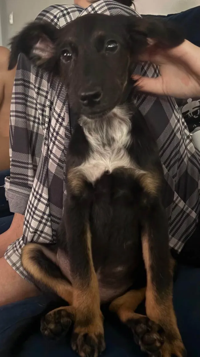 Cachorro ra a SRD-ViraLata idade 2 a 6 meses nome Princesinha