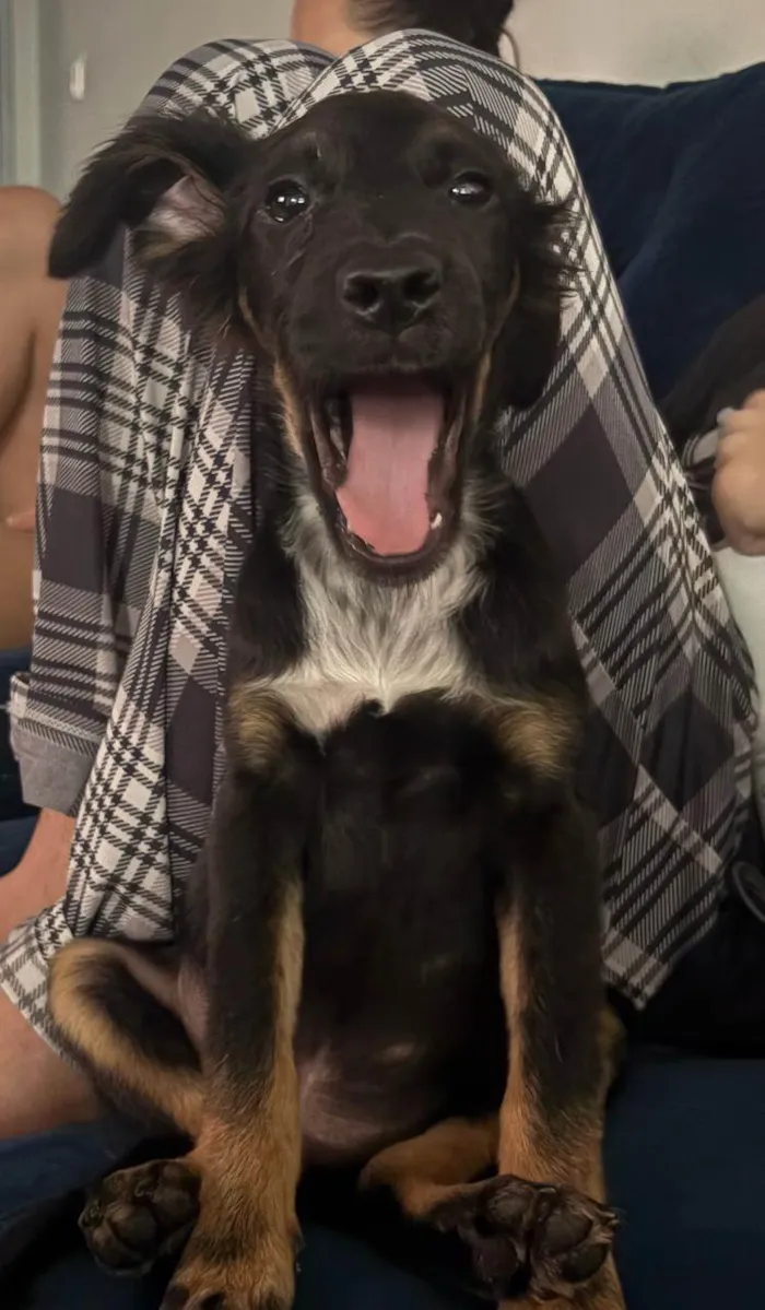 Cachorro ra a SRD-ViraLata idade 2 a 6 meses nome Princesinha