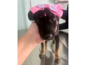 Cachorro raça SRD-ViraLata idade 2 a 6 meses nome Princesinha