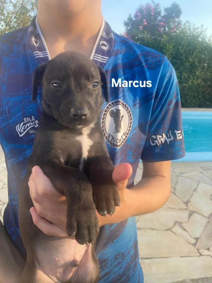 Cachorro ra a SRD-ViraLata idade 2 a 6 meses nome Marcus