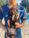 Marcus