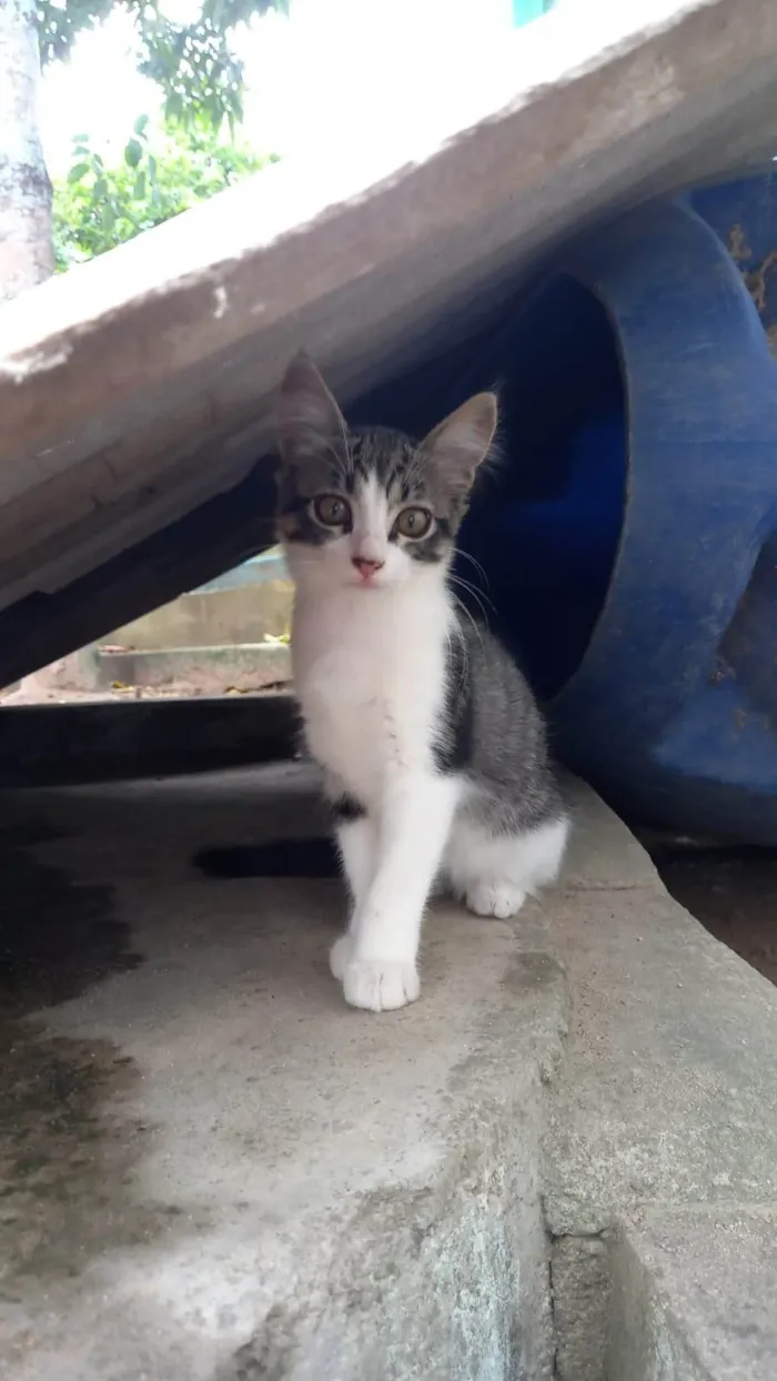 Gato ra a SRD-ViraLata idade 2 a 6 meses nome Zara
