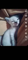 Gatos para Adoção