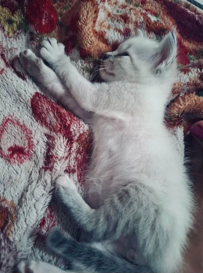 Gato ra a SRD-ViraLata idade Abaixo de 2 meses nome Gatos para Adoção 