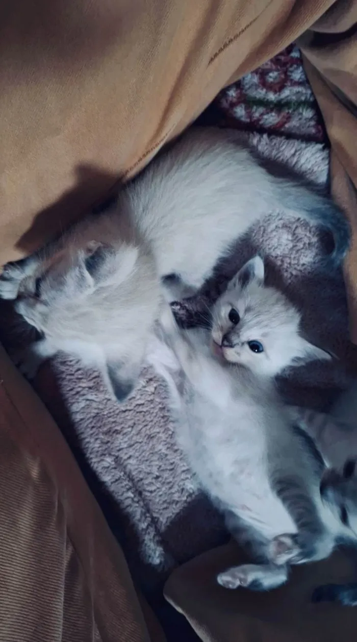Gato ra a SRD-ViraLata idade Abaixo de 2 meses nome Gatos para Adoção 
