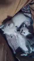 Gatos para Adoção