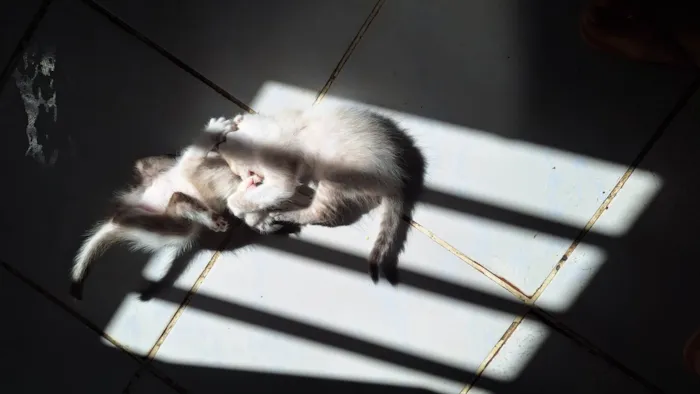 Gato ra a SRD-ViraLata idade Abaixo de 2 meses nome Gatos para Adoção 
