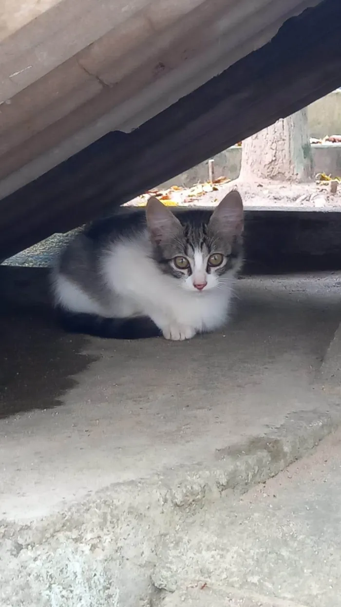 Gato ra a SRD-ViraLata idade 2 a 6 meses nome Cloe 