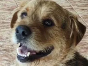 Cachorro raça SRD-ViraLata idade 7 a 11 meses nome Zeus 