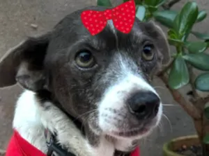 Cachorro raça SRD-ViraLata idade 6 ou mais anos nome Mabel 