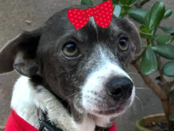 Cachorro ra a SRD-ViraLata idade 6 ou mais anos nome Mabel