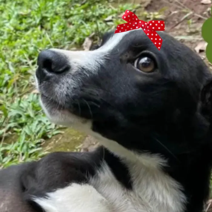 Cachorro ra a SRD-ViraLata idade 2 a 6 meses nome Susi 