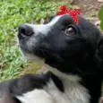 Susi