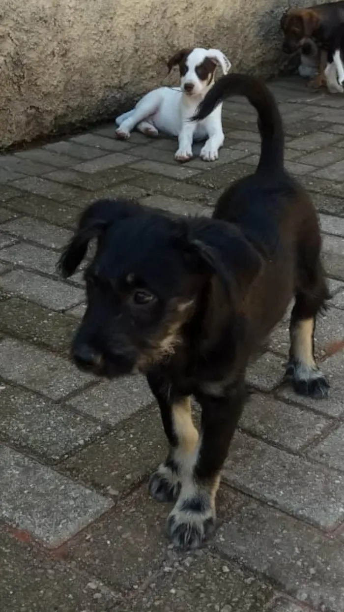 Cachorro ra a SRD-ViraLata idade 2 a 6 meses nome Júnior 