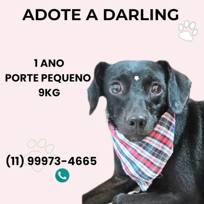 Cachorro ra a SRD-ViraLata idade 1 ano nome Darling