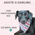 Darling