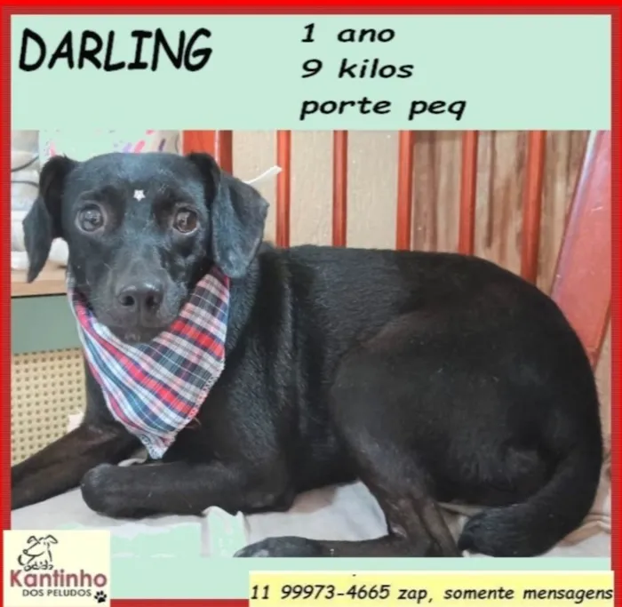 Cachorro ra a SRD-ViraLata idade 1 ano nome Darling
