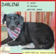 Darling