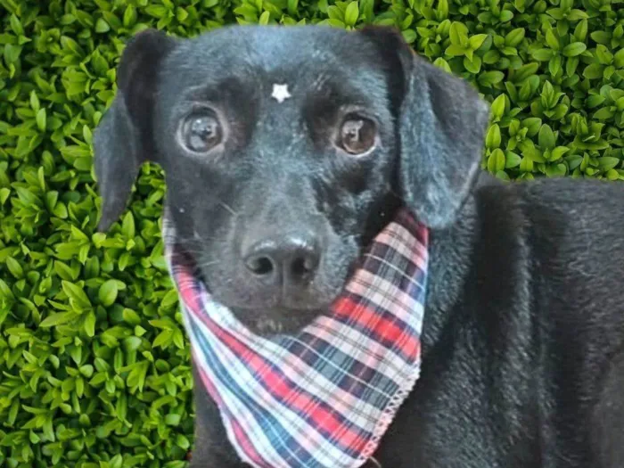Cachorro ra a SRD-ViraLata idade 1 ano nome Darling