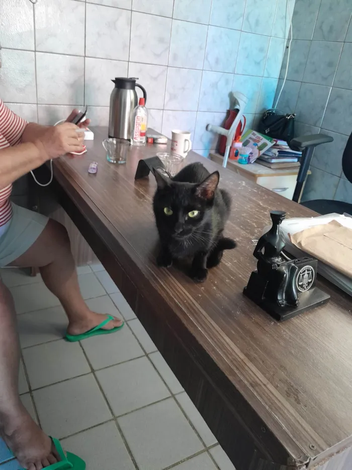 Gato ra a SRD-ViraLata idade 1 ano nome Pantera