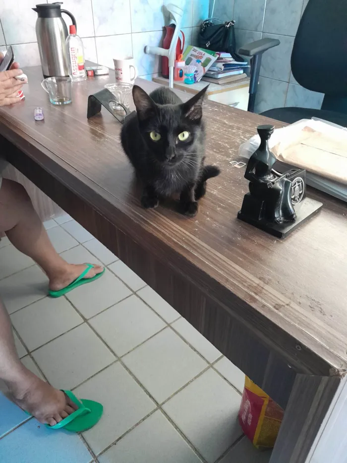 Gato ra a SRD-ViraLata idade 1 ano nome Pantera