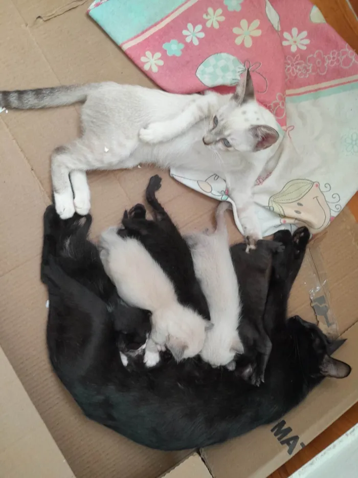 Gato ra a Exótico idade 2 a 6 meses nome Pandora