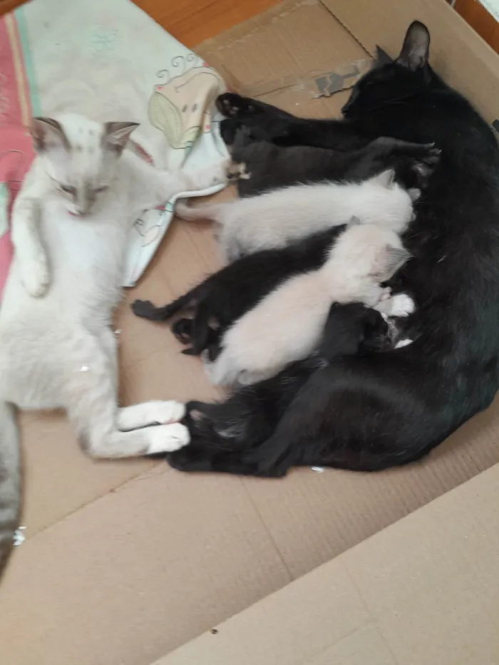 Gato ra a Exótico idade 2 a 6 meses nome Pandora