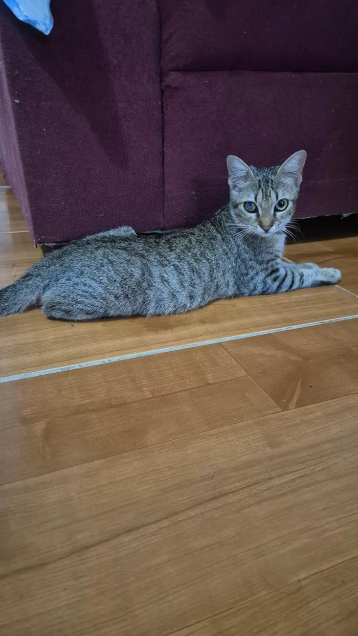 Gato ra a SRD-ViraLata idade 2 a 6 meses nome Tigresa
