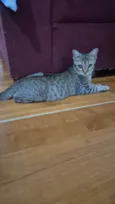 Tigresa