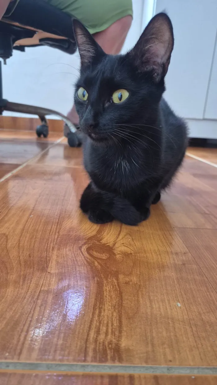 Gato ra a SRD-ViraLata idade 1 ano nome Pantera
