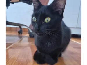 Gato raça SRD-ViraLata idade 1 ano nome Pantera