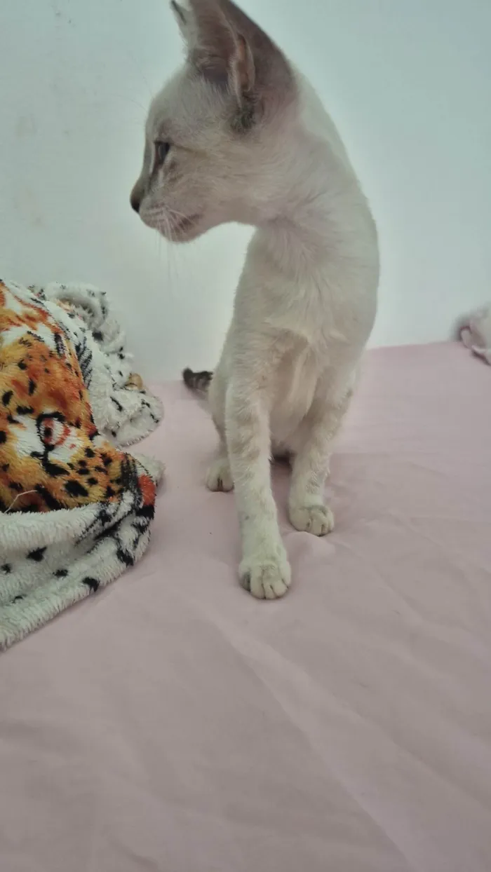 Gato ra a Exótico idade 2 a 6 meses nome Pandora