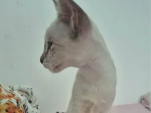 Gato raça Exótico idade 2 a 6 meses nome Pandora