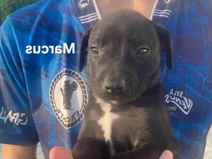 Cachorro ra a SRD-ViraLata idade 2 a 6 meses nome Marcus