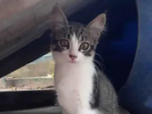 Gato raça SRD-ViraLata idade 2 a 6 meses nome Zara