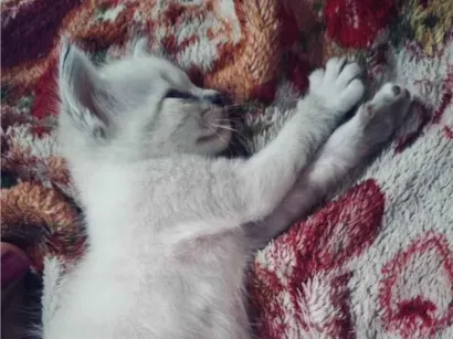 Gato raça SRD-ViraLata idade Abaixo de 2 meses nome Gatos para Adoção 