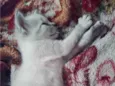 Gatos para Adoção