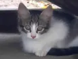 Cloe 