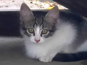 Gato raça SRD-ViraLata idade 2 a 6 meses nome Cloe 