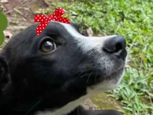 Cachorro raça SRD-ViraLata idade 2 a 6 meses nome Susi 