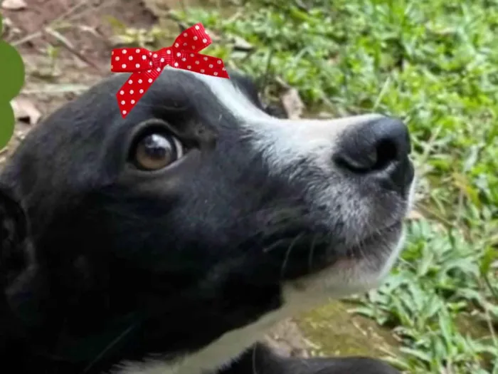 Cachorro ra a SRD-ViraLata idade 2 a 6 meses nome Susi 