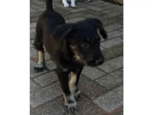 Cachorro raça SRD-ViraLata idade 2 a 6 meses nome Júnior 