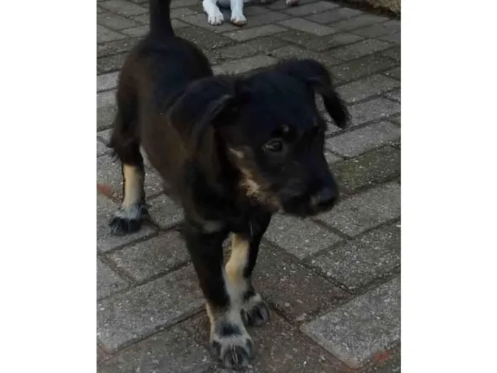 Cachorro ra a SRD-ViraLata idade 2 a 6 meses nome Júnior 