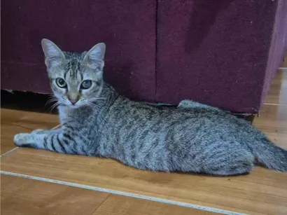 Gato raça SRD-ViraLata idade 2 a 6 meses nome Tigresa