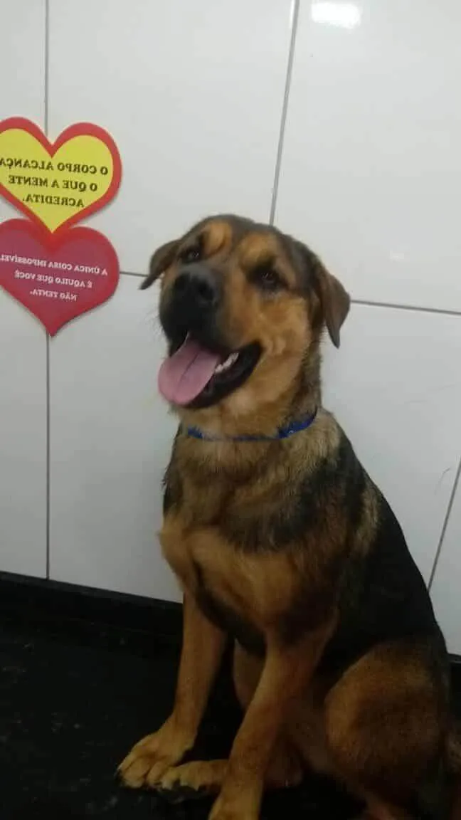 Cachorro ra a Rottweiler idade 1 ano nome kiara