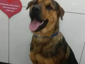 Cachorro raça Rottweiler idade 1 ano nome kiara