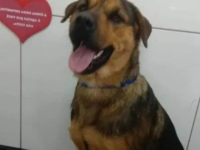 Cachorro raça Rottweiler idade 1 ano nome kiara
